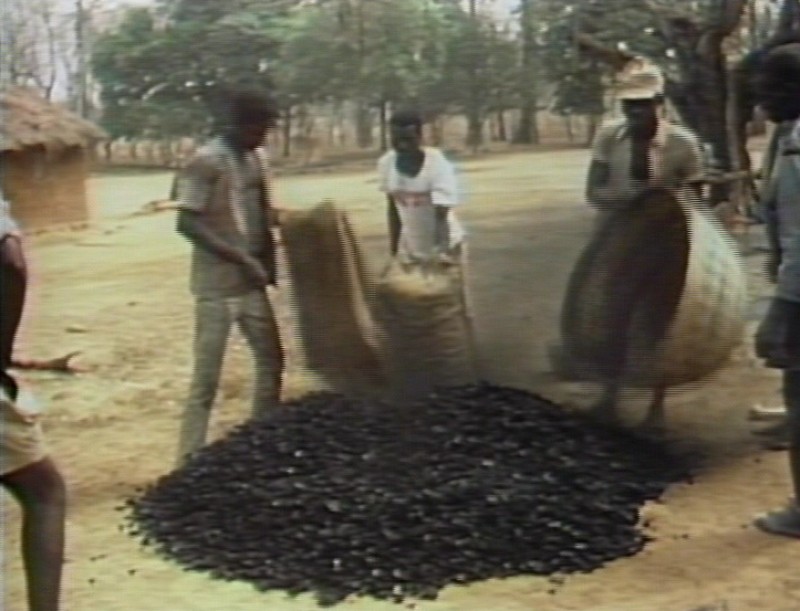 [the-blooms-of-benjeli-technology-and-gender-in-west-african-ironmaking--Film-list-image]