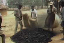 [the-blooms-of-benjeli-technology-and-gender-in-west-african-ironmaking--Film-image]