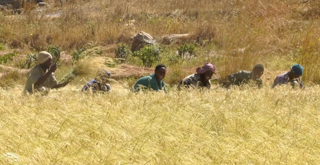 [dancing-grass-harvesting-teff-in-the-tigrean-highlands--Film-list-image]