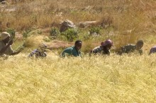 [dancing-grass-harvesting-teff-in-the-tigrean-highlands--Film-image]